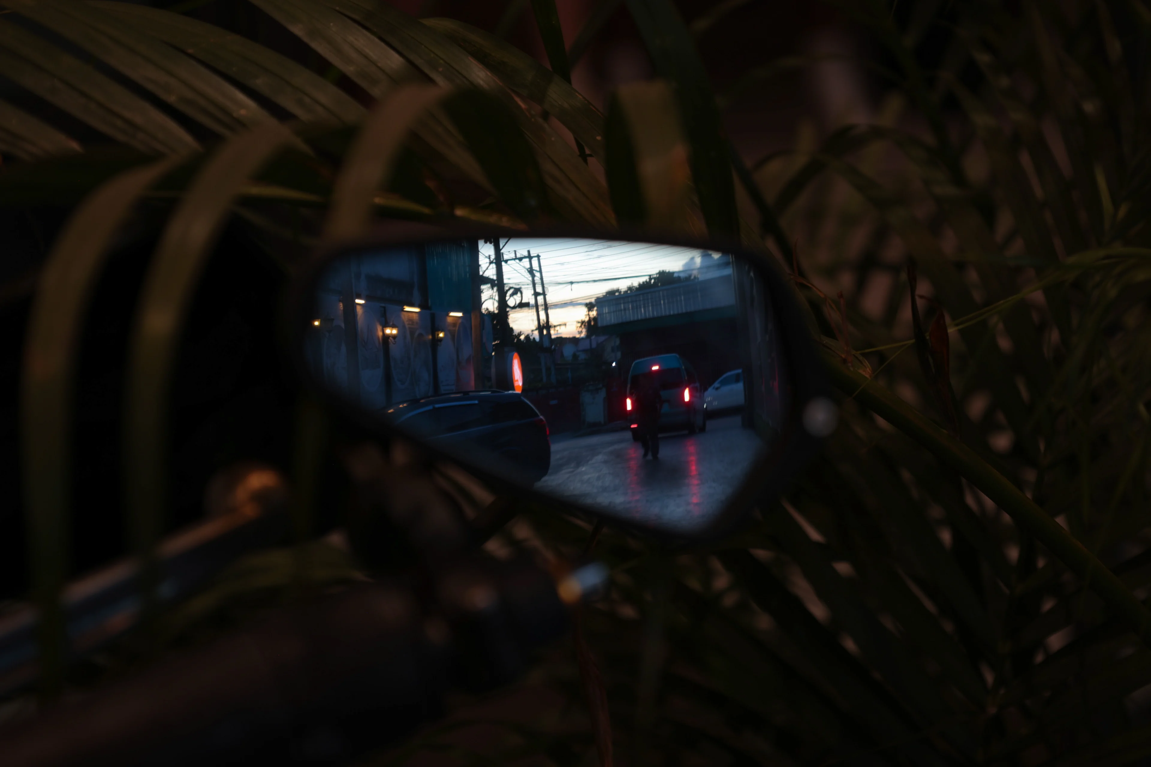 A motorbike wing mirror half-hidden by palm fronds at dusk, holding a wet street with a van's red brake lights, a figure walking, power lines and a pale evening sky.